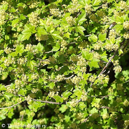 Ribes alpinum 'Kittil', taikinamarja